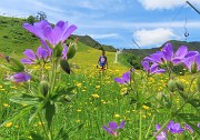 61 Discesa per verdi pratoni fioriti 